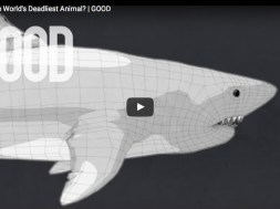 Το φονικότερο ζώο του πλανήτη